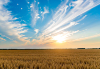 关于土地流转的新闻